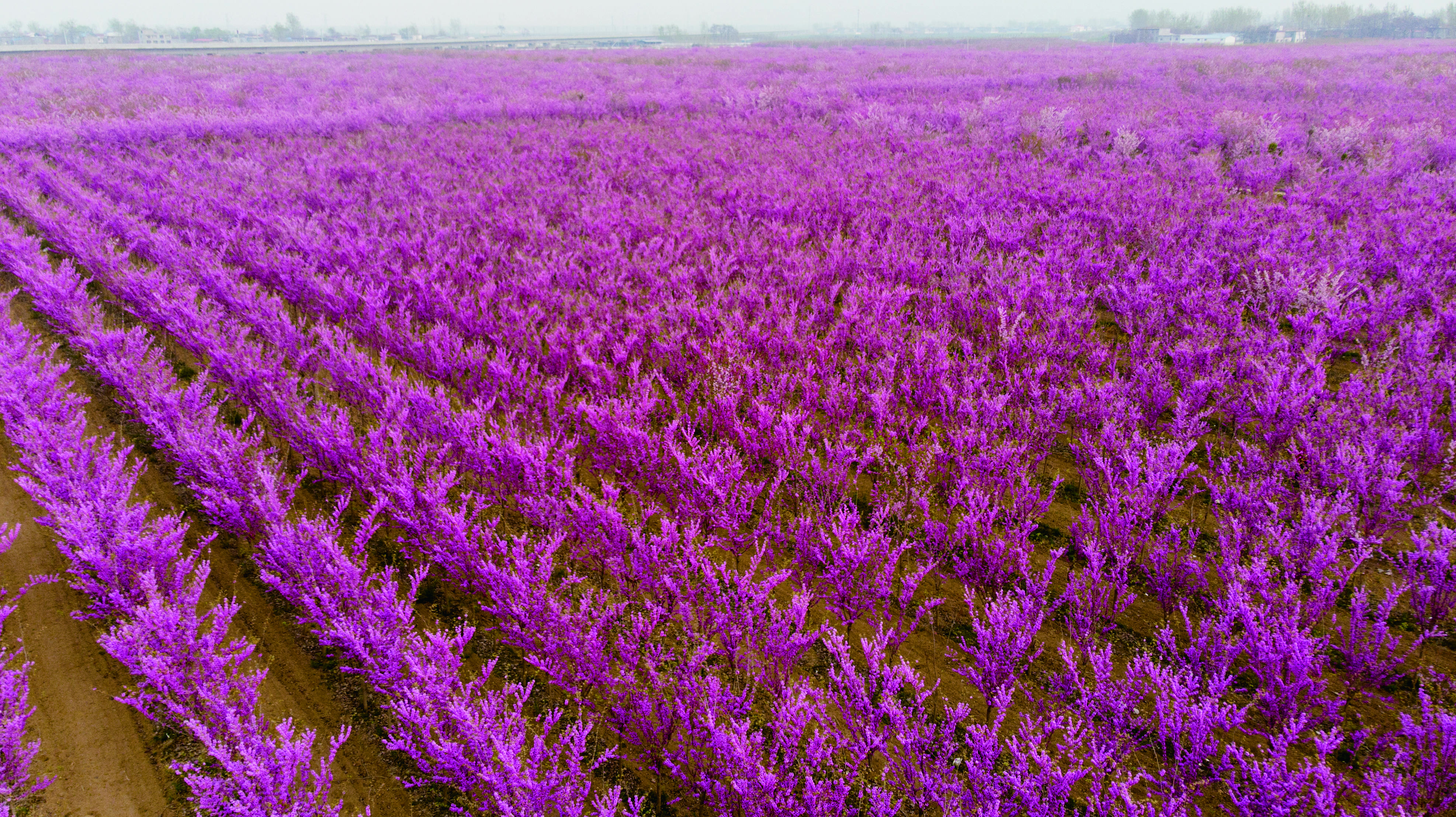 圖11-12 ‘四季春1號’紫荊樹苗圃花期.jpg